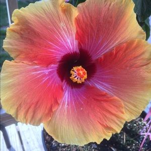 Meet your Posher, Kristin